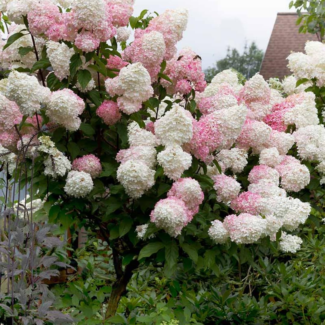 Hydrangea Tree Plants Live in Pot, 5-11" in Tall, Change Color Perennial Planting Indoor Outdoor, Long Lasting Blooms Flower (White and Pink)