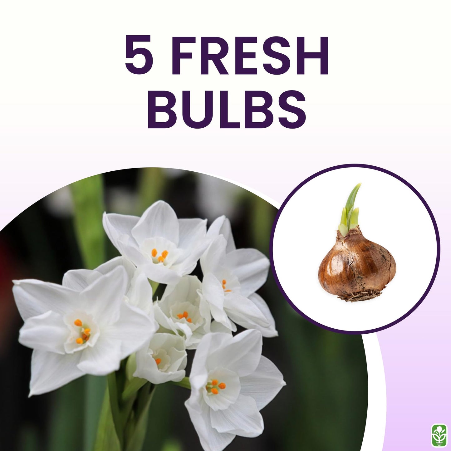 5 Fresh Ziva Paperwhite Narcissus Bulbs - TOP Size