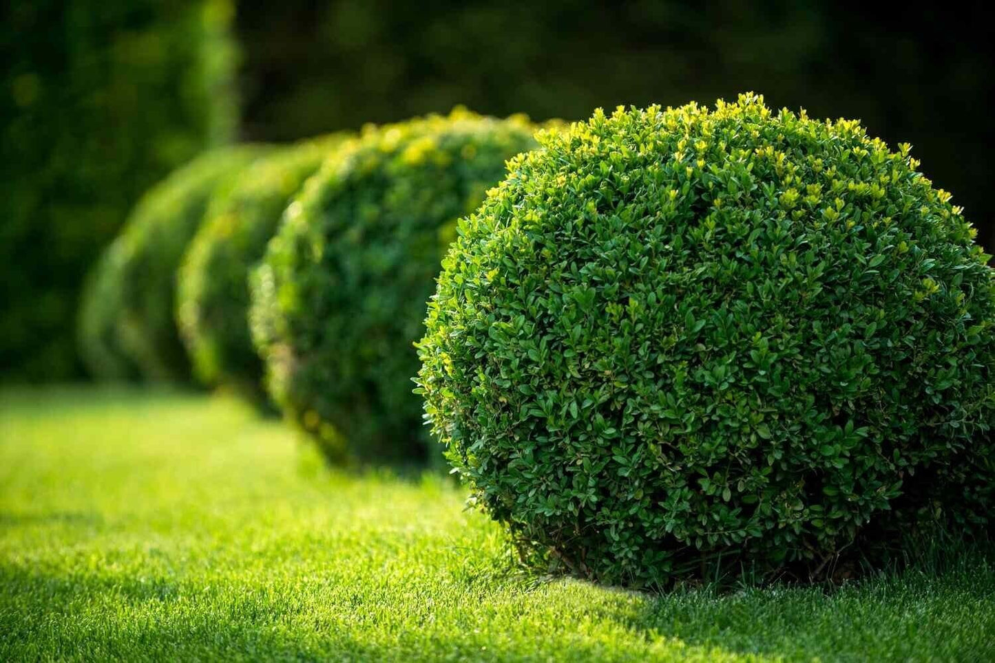 20 Seeds Common English Boxwood Tree | Buxus sempervirens Seeds Hardy Landscaping Shrub