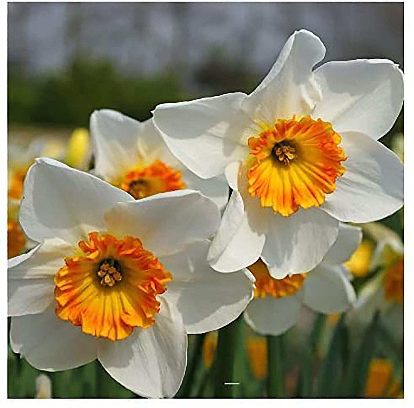 5 Ice Follies Narcissus Bulbs - Top Size Daffodil Bulbs