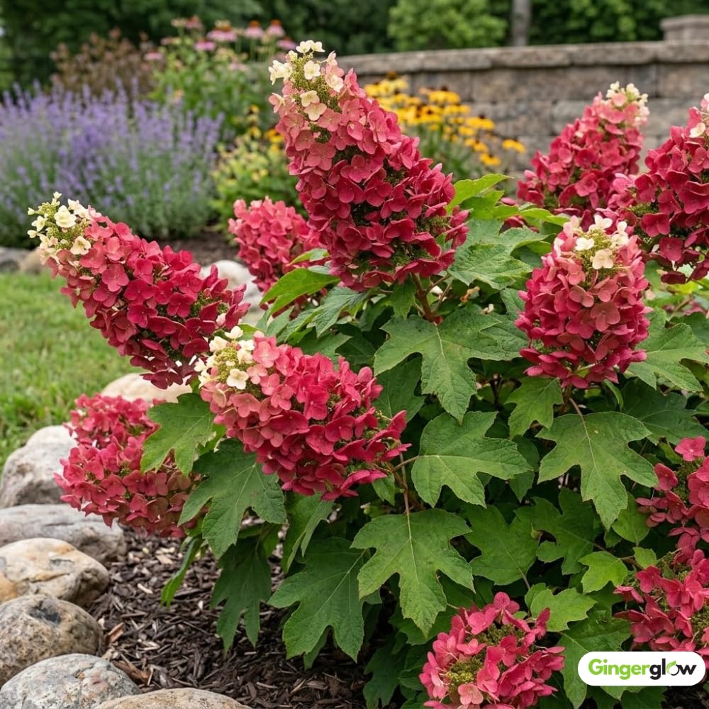 2 Ruby Slipper Oakleaf Hydrangea Live Plants Shrubs, 6-10" Tall - Quart Pot, Hardy Hydrangea Bushes Ready to Plant, Color-Changing Blooms Flowering Shrub for Garden & Landscape
