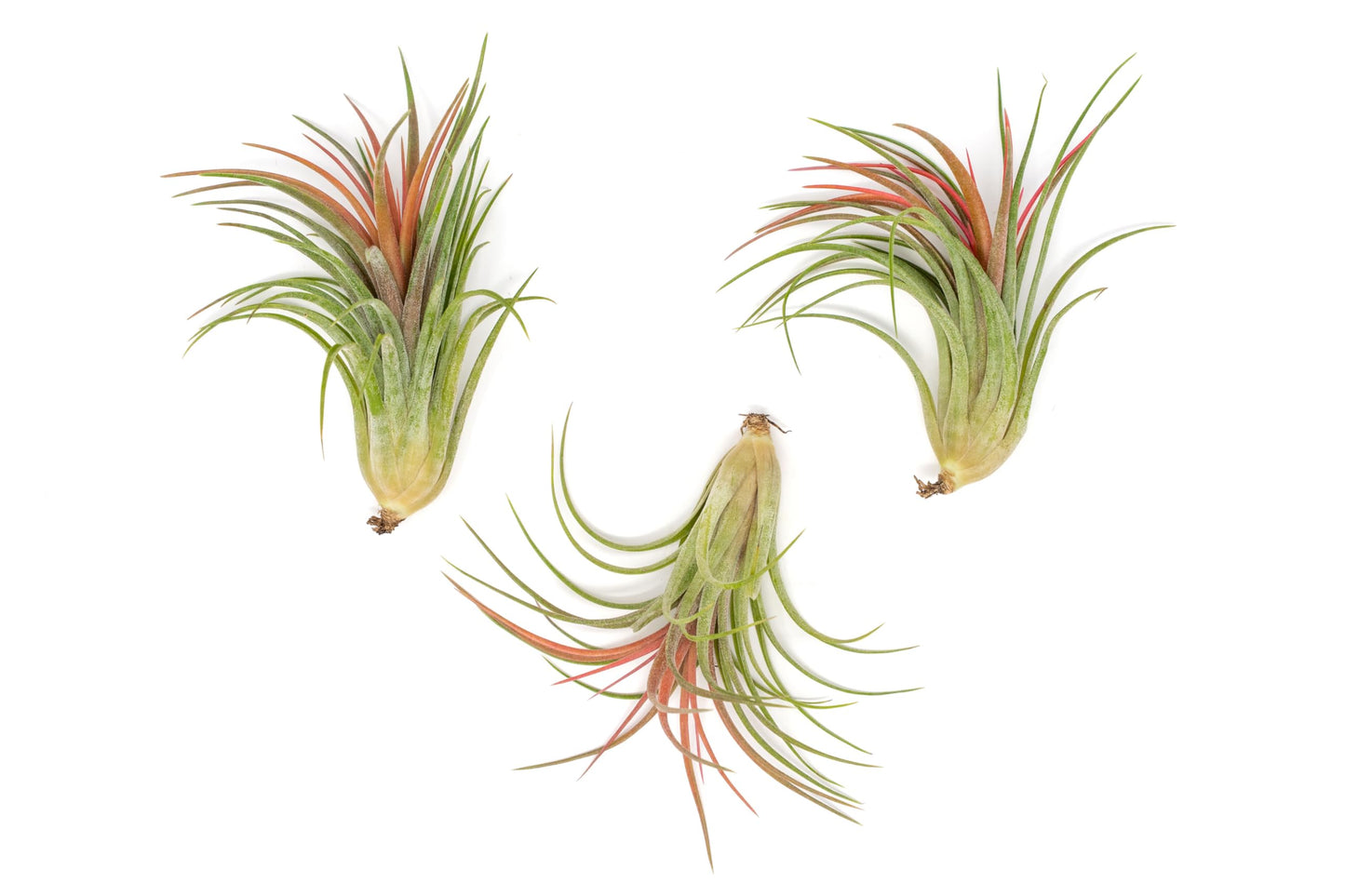 Large Air Plants Ionantha Victoriana 4 to 6 inch - Available in Wholesale and Bulk - Live Succulent House Plants - Home and Garden Decor - Easy Care Indoor and Outdoor Plants (Pack of 1)