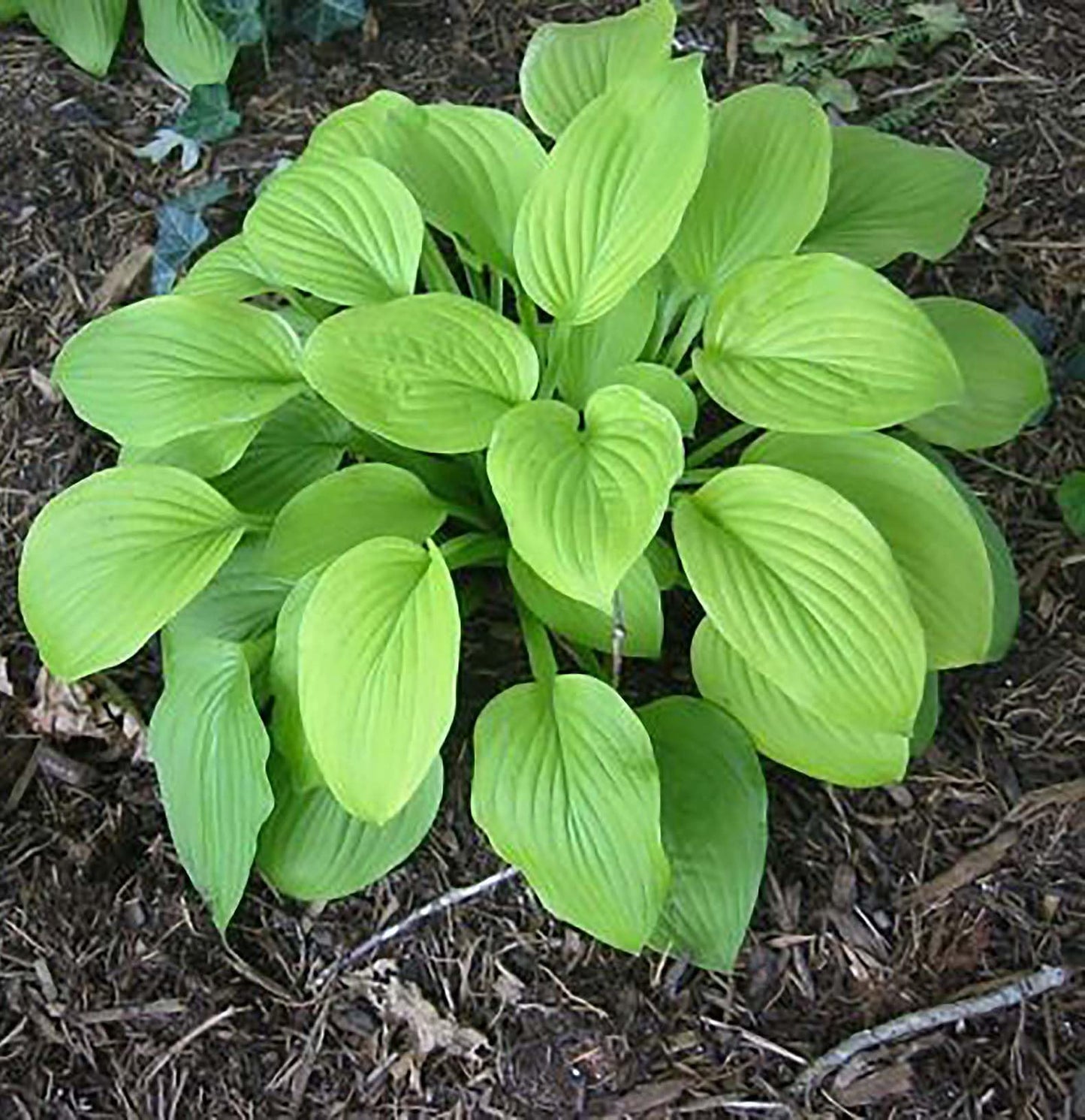 August Moon Hosta - Shade Plant, 20" Tall 42" Wide, Lush Green Foliage, Ideal for Low Light Areas, Low Maintenance, Perfect for Garden Beds & Shade Gardens