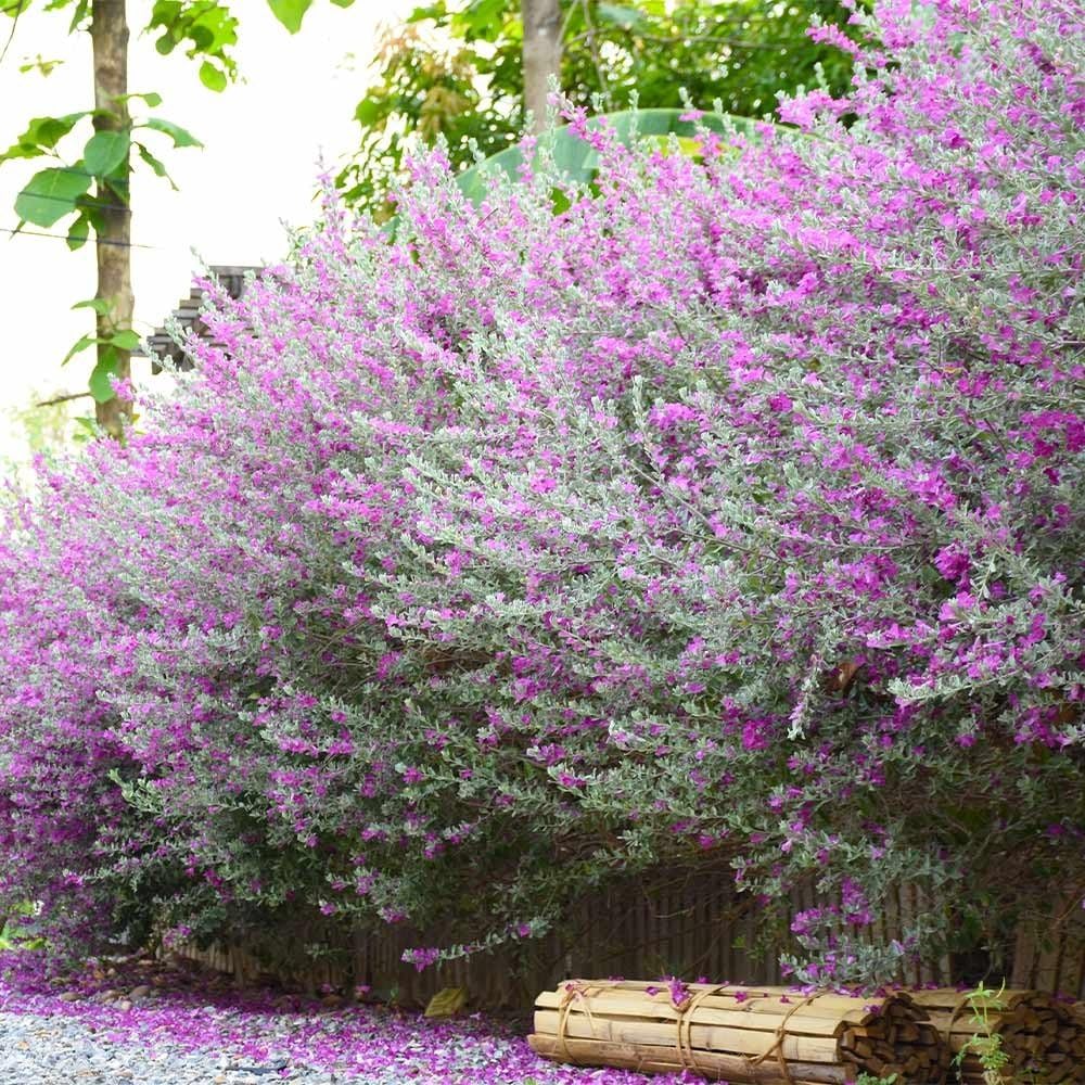 Texas Sage – Live Plants (12)