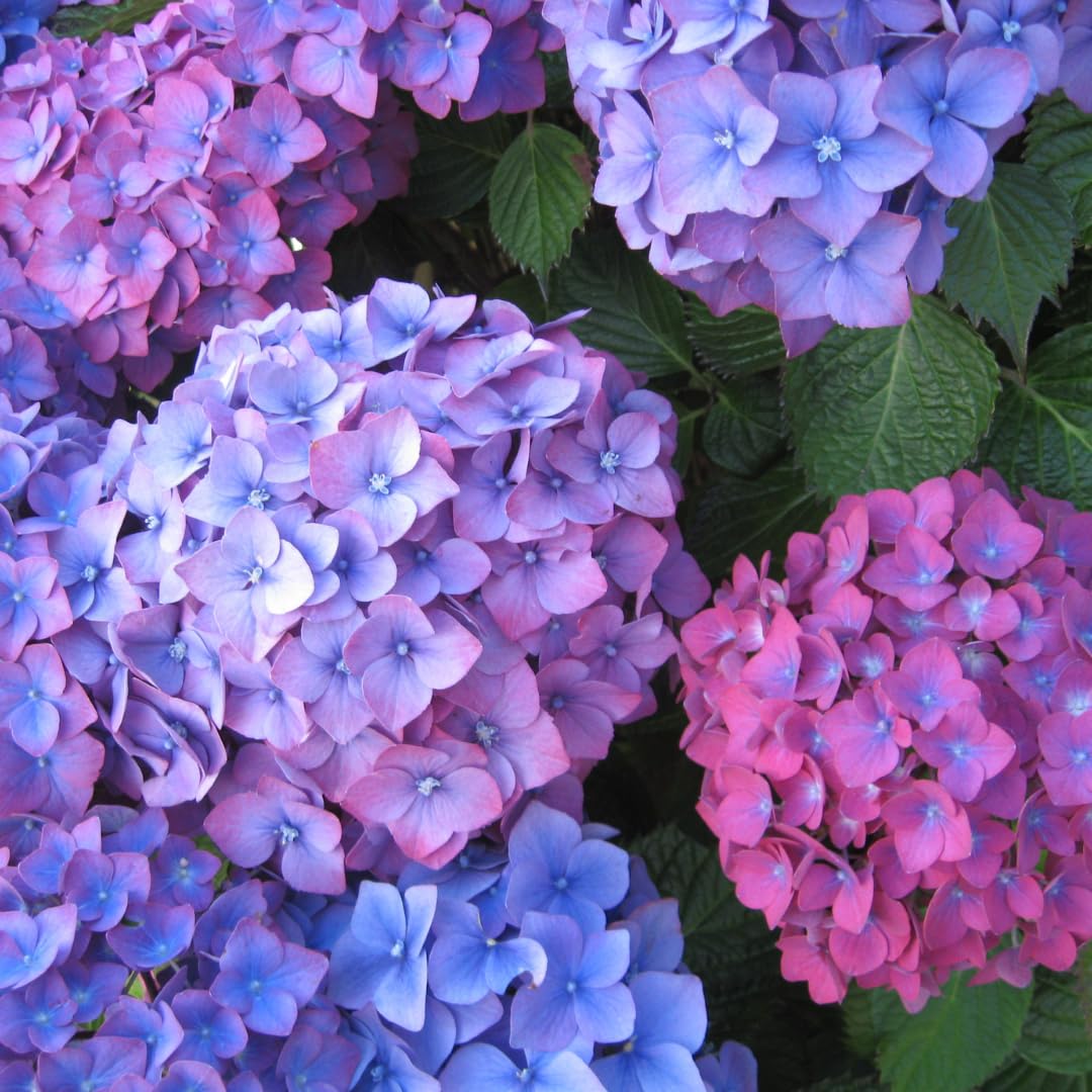 Hydrangea Live Plant in 2.5 Inc Pot, Hydrangea Tree Shrub Bush Perennial Outdoor Planting, Change Color Each Season (Rebloomer Pink Purple)