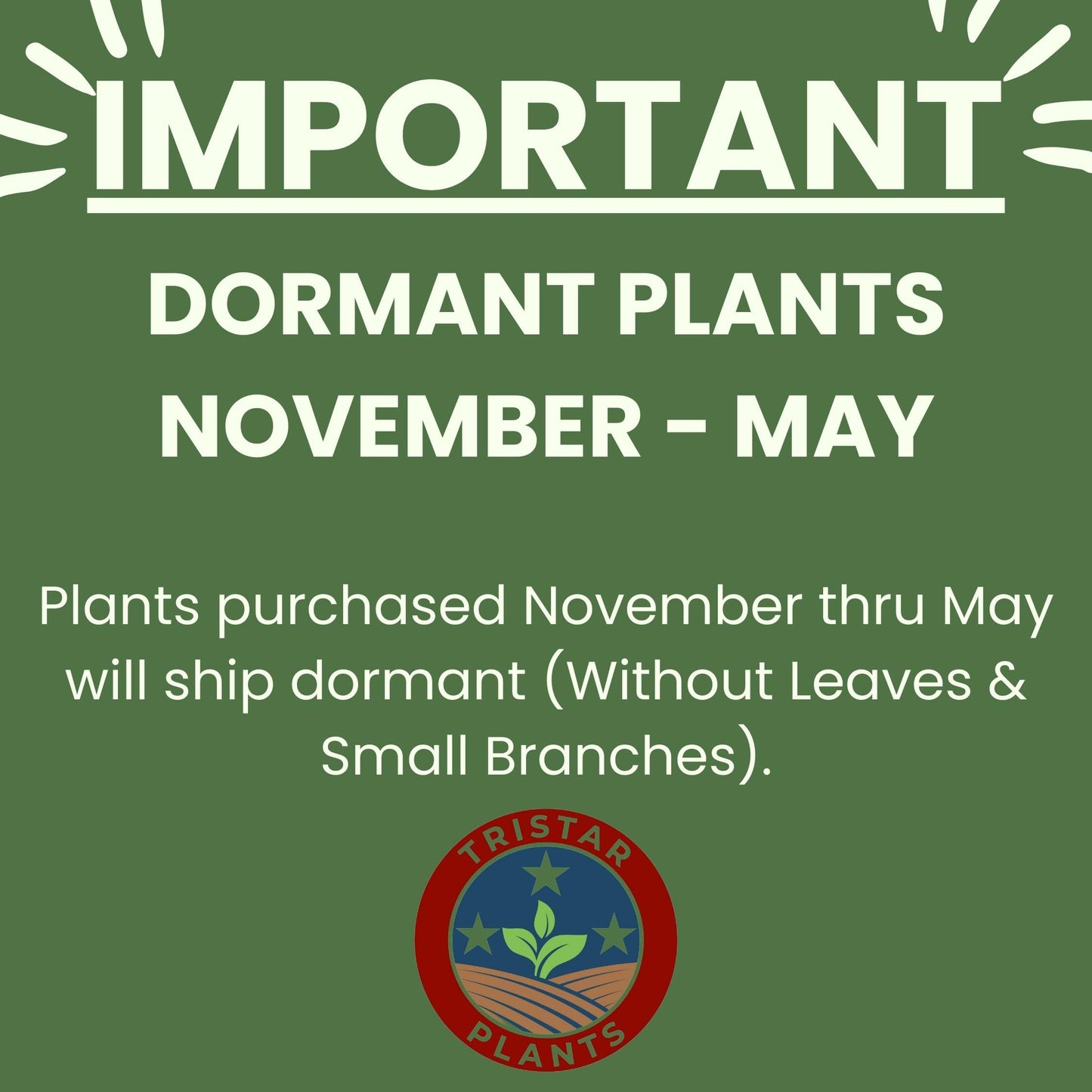 TriStar Plants - Crape Myrtle - Rhapsody in Pink, Lagerstroemia Indica, 1 Gallon Trade Pot, Pink Crape Myrtle, Summer Blooms, Fast Growing Tree
