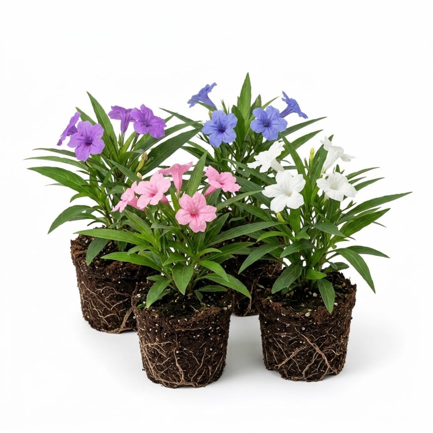 4 Mexican Petunia Live Plants 4–7 Inches Tall, Mexican Petunia Flowering Plants for Borders, Beds or Landscape (Mix)