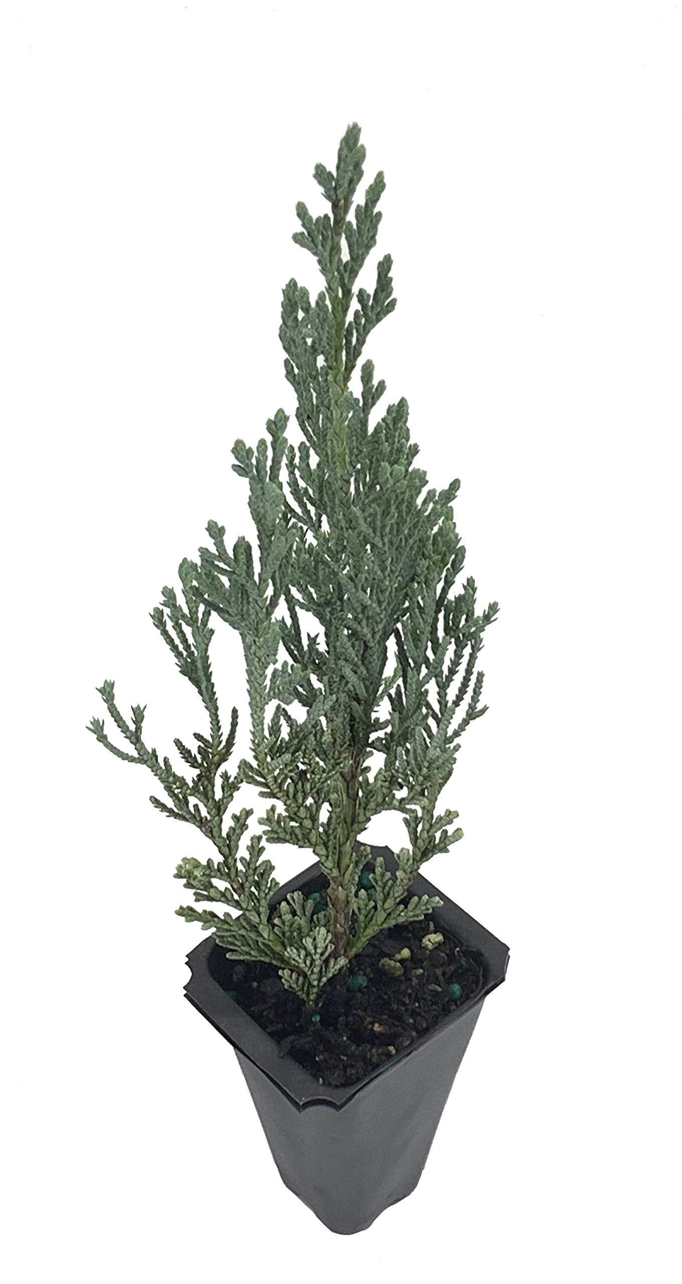 Moonglow Juniper - 20 Live Trees - Juniperus Scopulorum