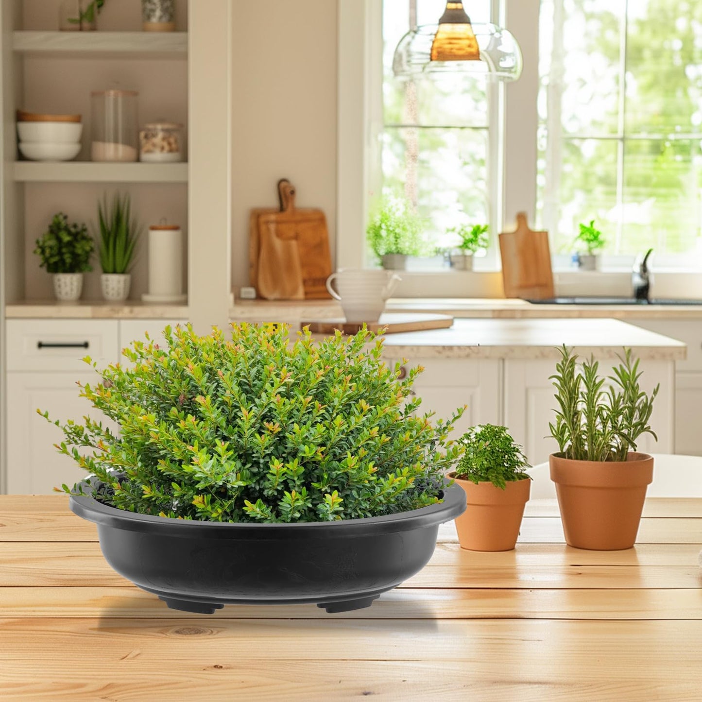 HOIGON 10PCS 12 Inches Plastic Oval Bonsai Training Pots, Black Large Oval Plastic Planter Pot with Drainage Hole, Shallow Plant Nursery Pot for Succulent