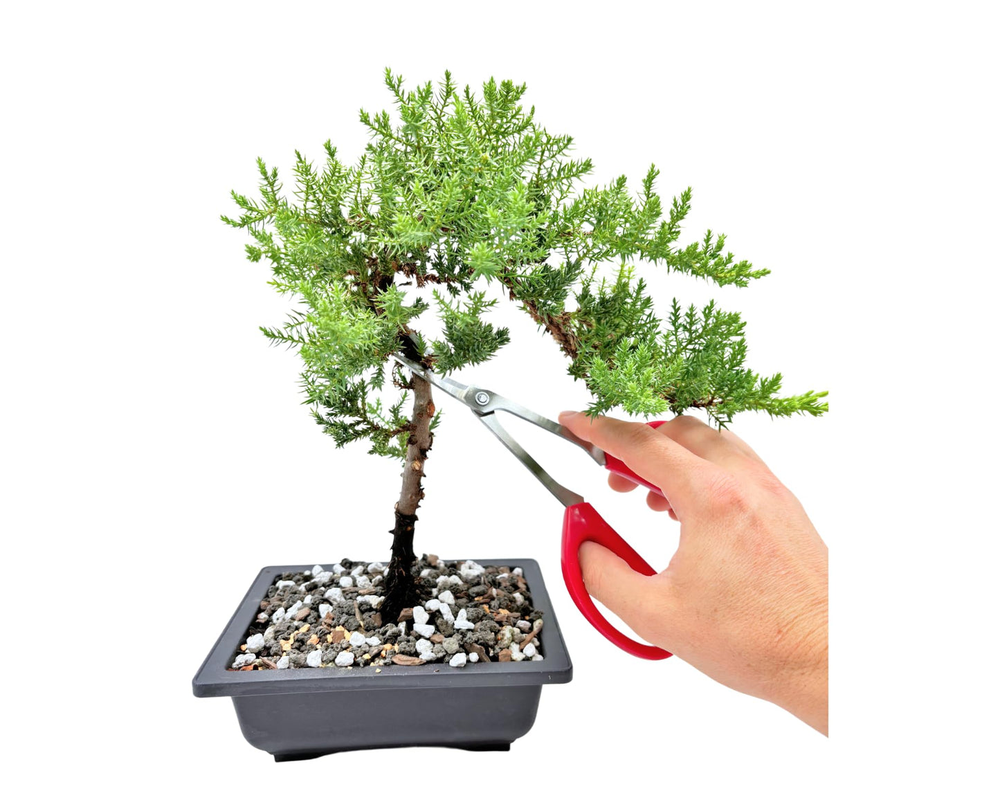 Bonsai Scissors By The Bonsai Supply- Stainless Steel