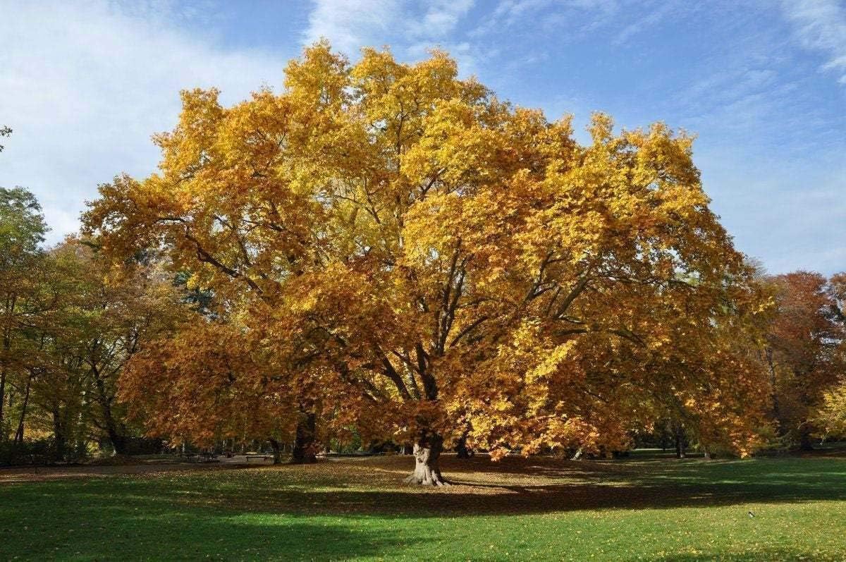 5 American Sycamore Trees - 12-24" Tall Live Plants - Shade Tree Seedlings - Platanus occidentalis - (5 Pack)