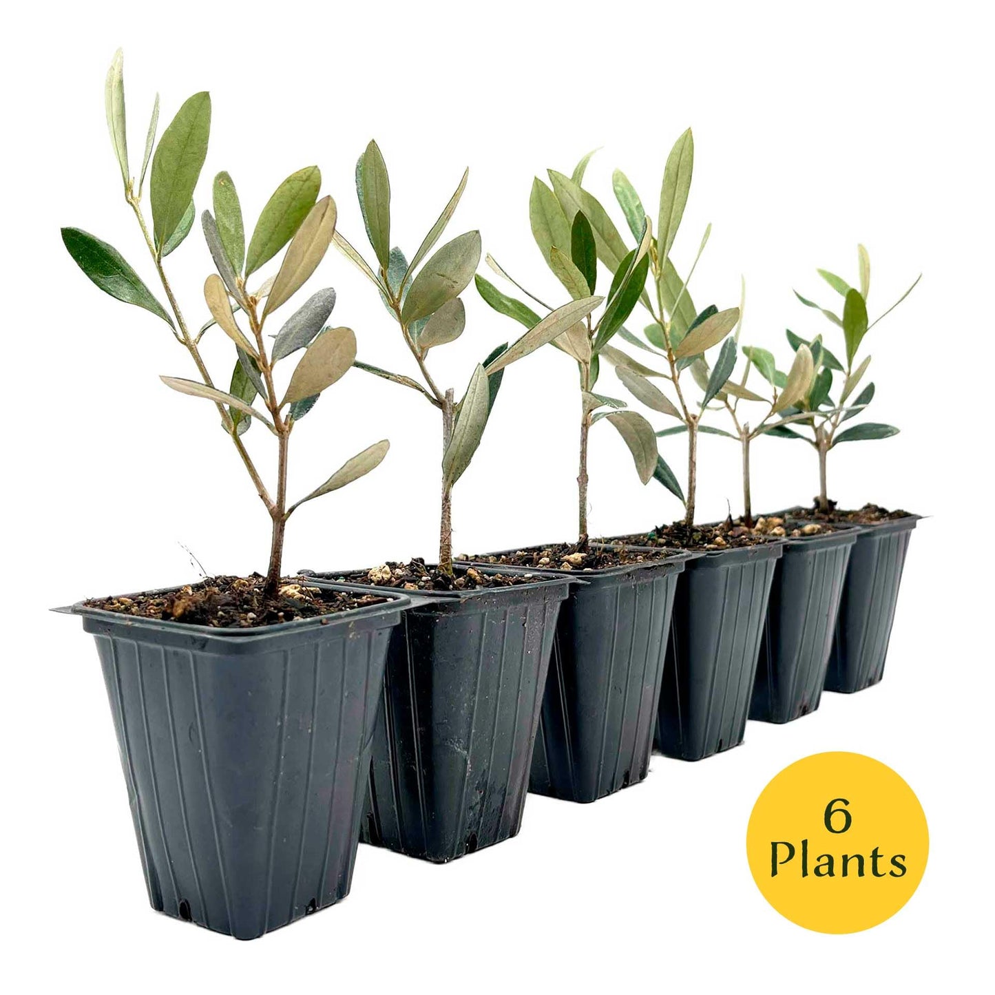 6 Mission Olive Tree Saplings – Edible Fruiting Evergreen Tree for Patio, Container, Indoor & Outdoor Growing, Mediterranean Culinary Olive (Olea europaea ‘Mission’) in 3.5″ Cubes, Live Plants