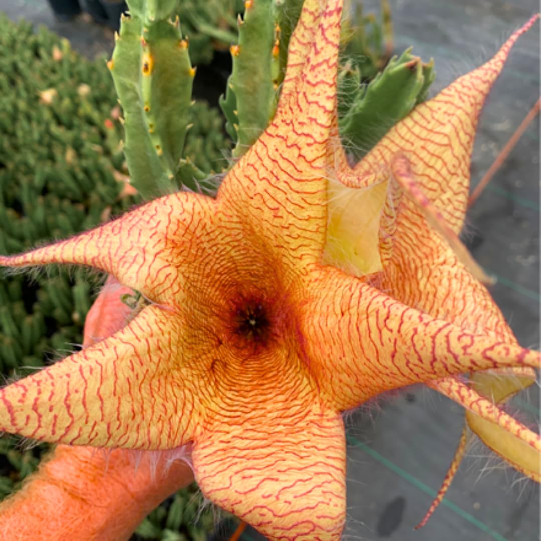 Sets 2 Rare Starfish Cactus Plant Live in 2" Pot, Small Cactus Succulent Well Rooted 4-8 Inch Tall, Ornamental Houseplant for Hanging Basket Trailing