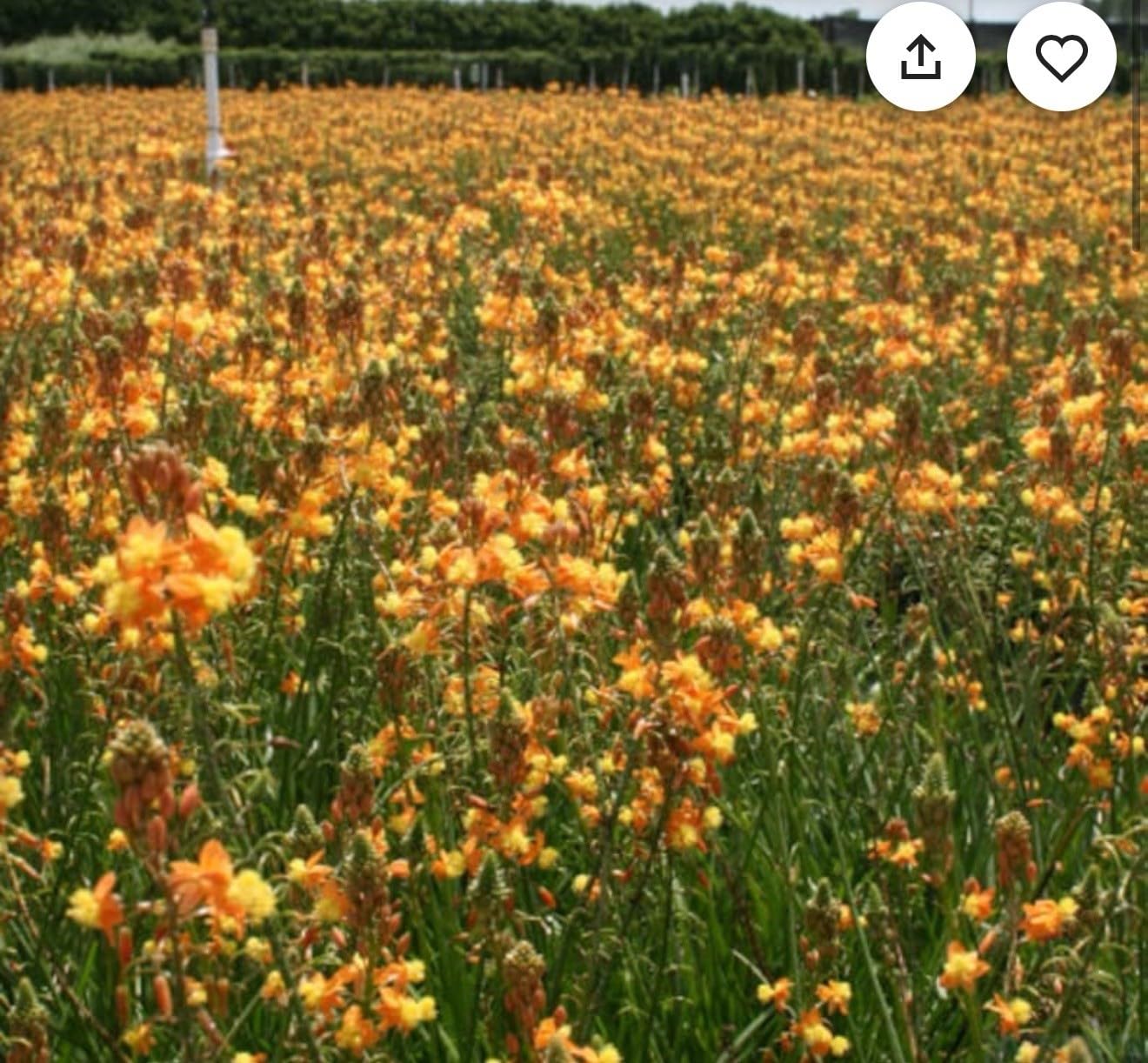 Live Plant - Orange bulbine-Bulbine frutescens-Small Rooted Starter Plant-Butterfly Host!
