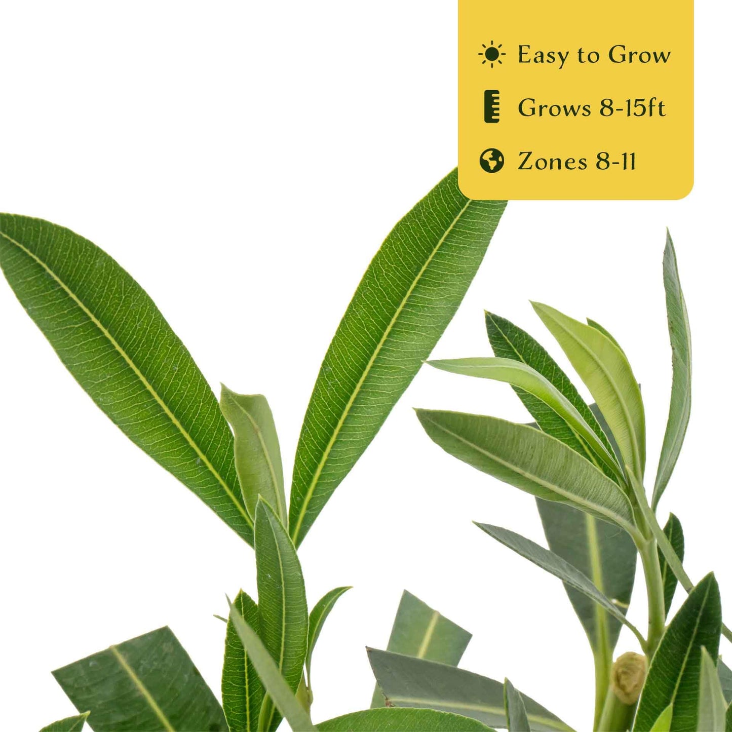3 Nerium Red Oleander in 2.5” Nursery Cubes (Nerium Oleander ‘Jannoch’) | Red-Flowering Evergreen Shrub or Small Tree for Hedges, Privacy Screens, and Containers | Ready-to-Plant Live Starter Plants