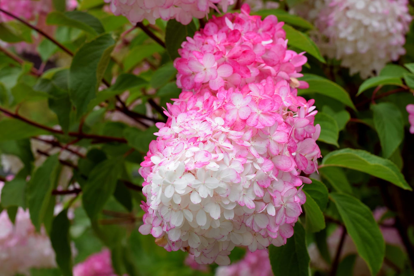 Vanilla Strawberry Hydrangea Tree Live Plant, Pink and White Flowering Shrub, Live Garden Plant - Ships Bare Root