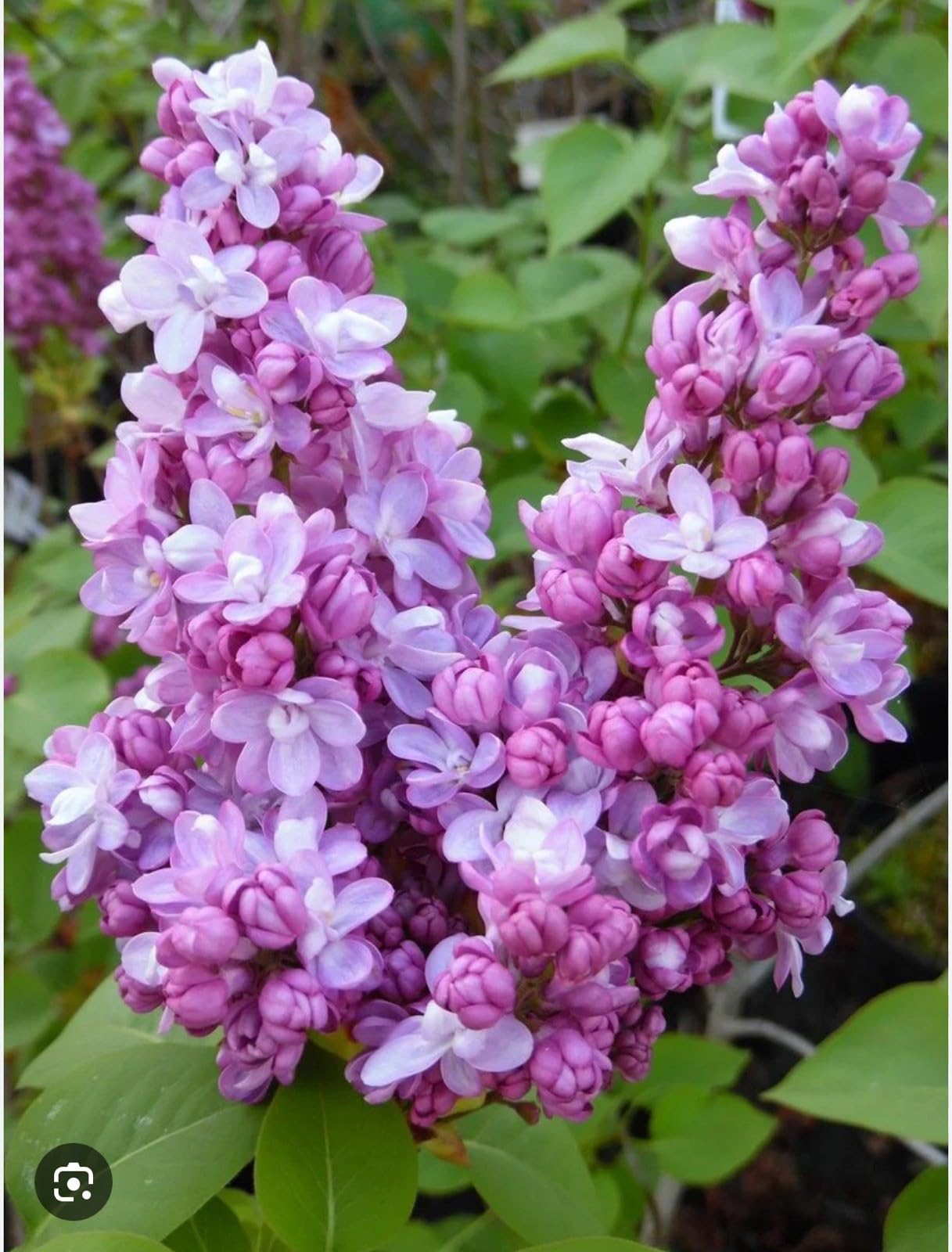 Live Plant - Belle de Nancy LilacSyringa VulgarisSmall Well Rooted Starter Plant4-8” Tall