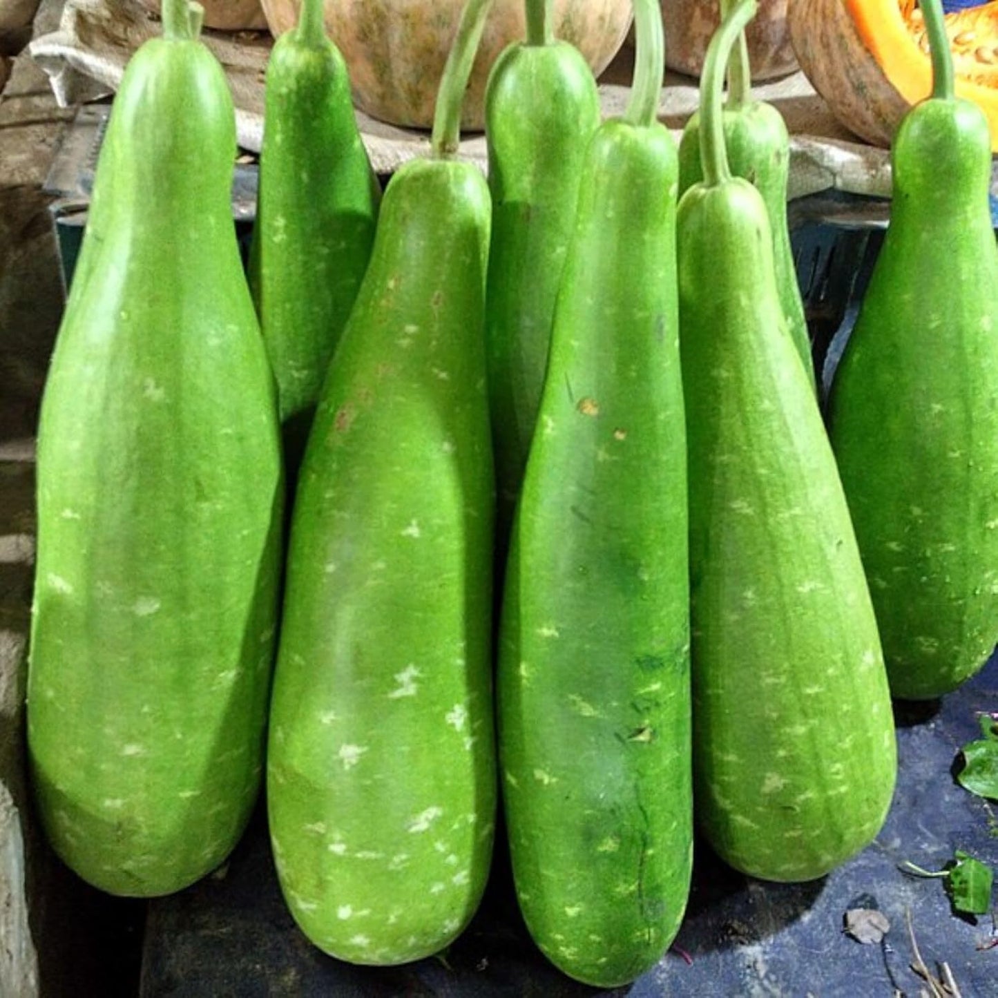 25 Pcs Indian Long Bottle Gourd Seeds for Planting, Non-GMO Vegetable Seeds for Home Garden, Terrace, Balcony Planters, Outdoor Pots, and Backyard Growing