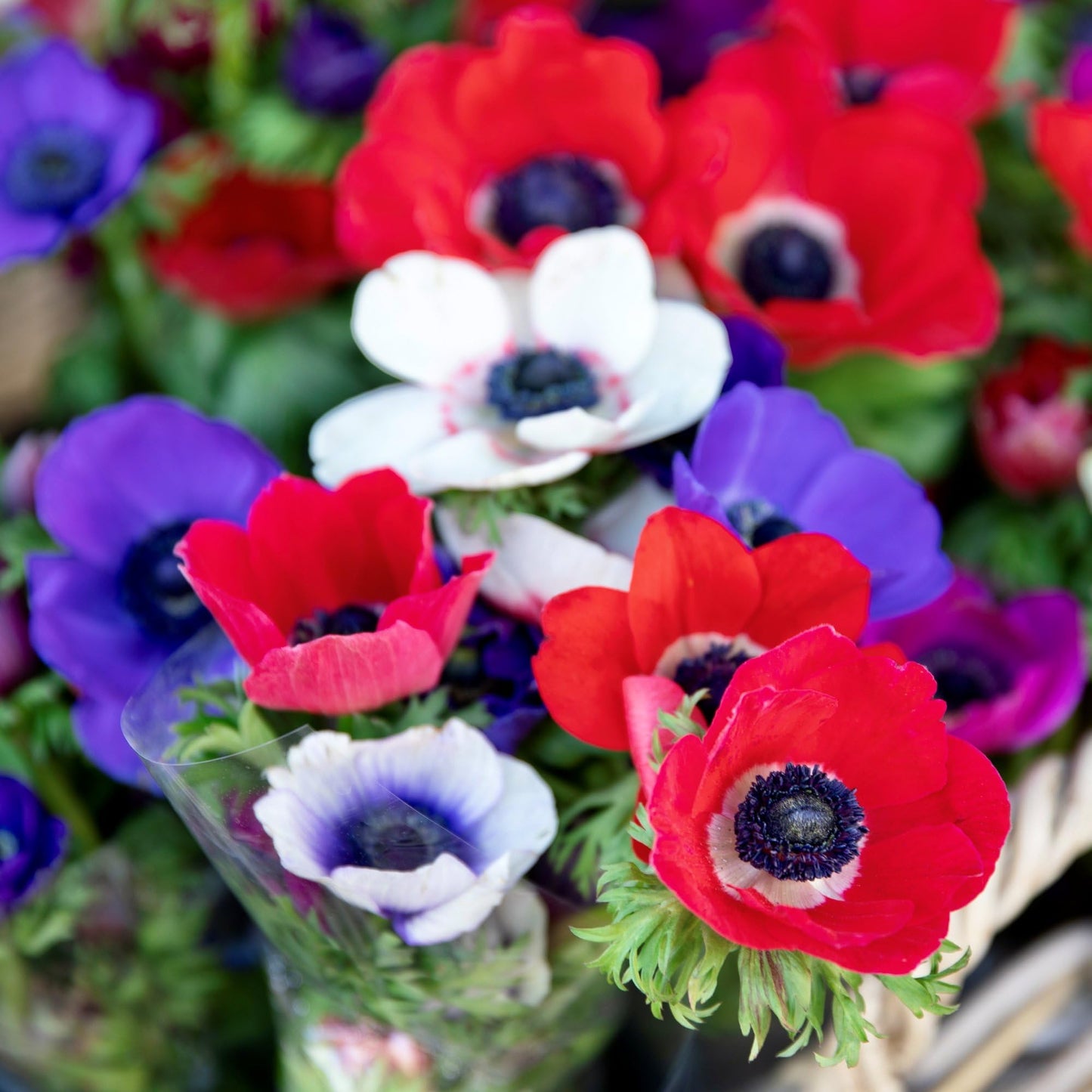 Easy to Grow Anemone Monarch de Caen Mix Pack of 60 Flower Bulbs - Spring Blue, Pink, Purple, Red Blooms in Full Sun, Great for Cutting
