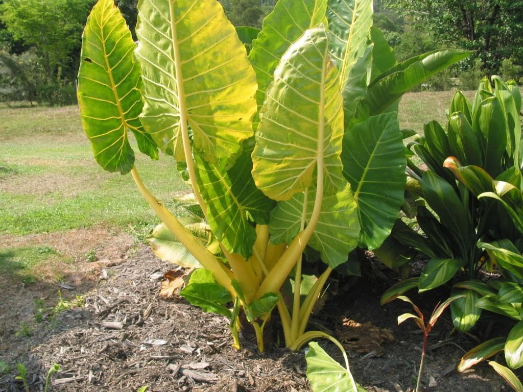 RedCrocus - RedCrocus Alocasia baginda 'Lutea' Elephant Ear Plant - Bright Foliage for Indoors & Gardens - Tropical Accent 14" Pot