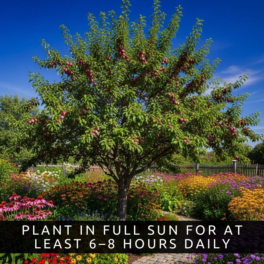 Sweet American Plum Tree Seedling for Planting – Well-Rooted 1-Year-Old Tree, Easy-to-Grow Backyard Fruit Tree for Fresh Plums, Home Orchard, and Culinary Use
