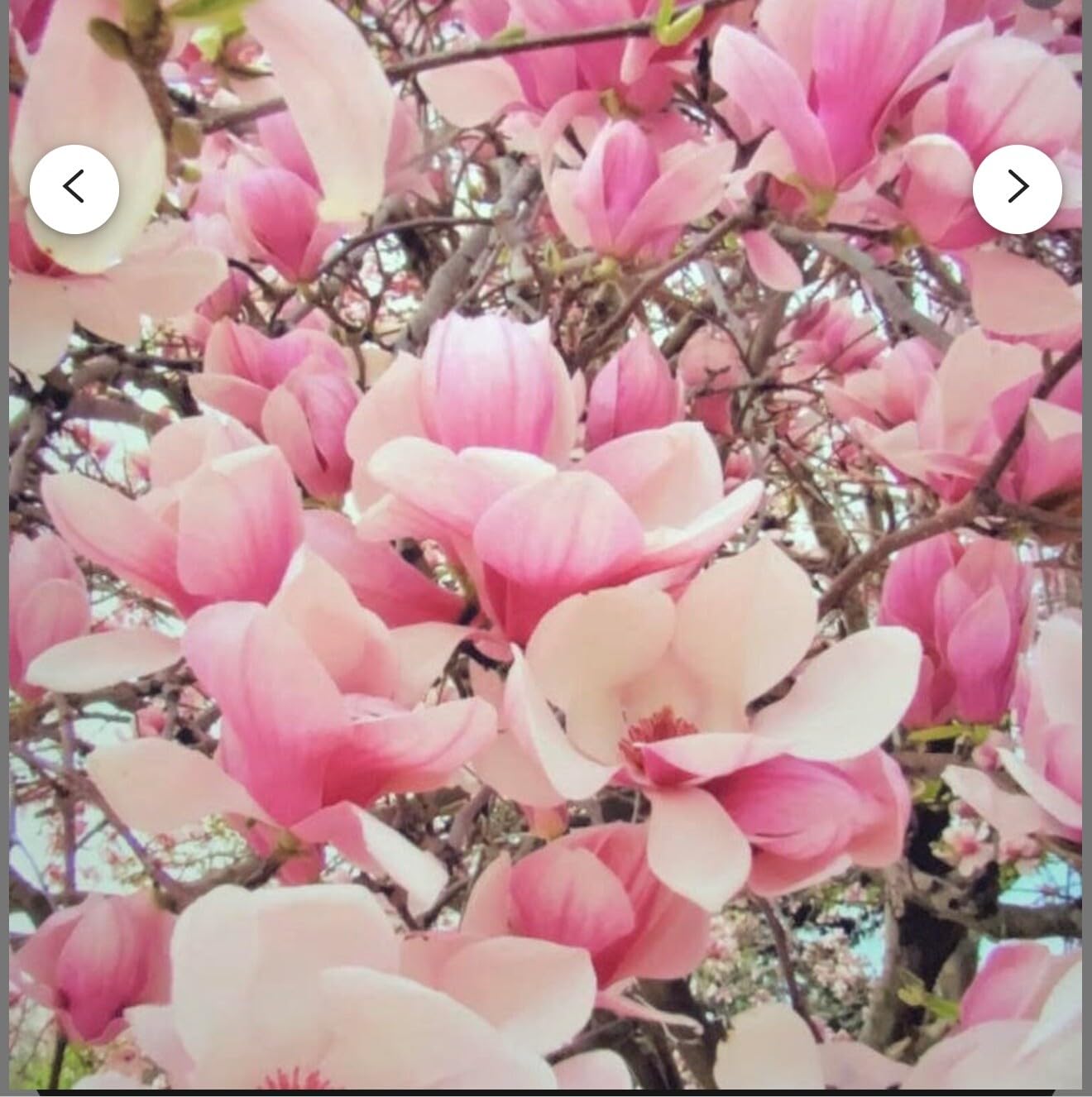 Live Plant - Magnolia Hybrid Tree-18-28 Inches TallHardy in Zones 4-9
