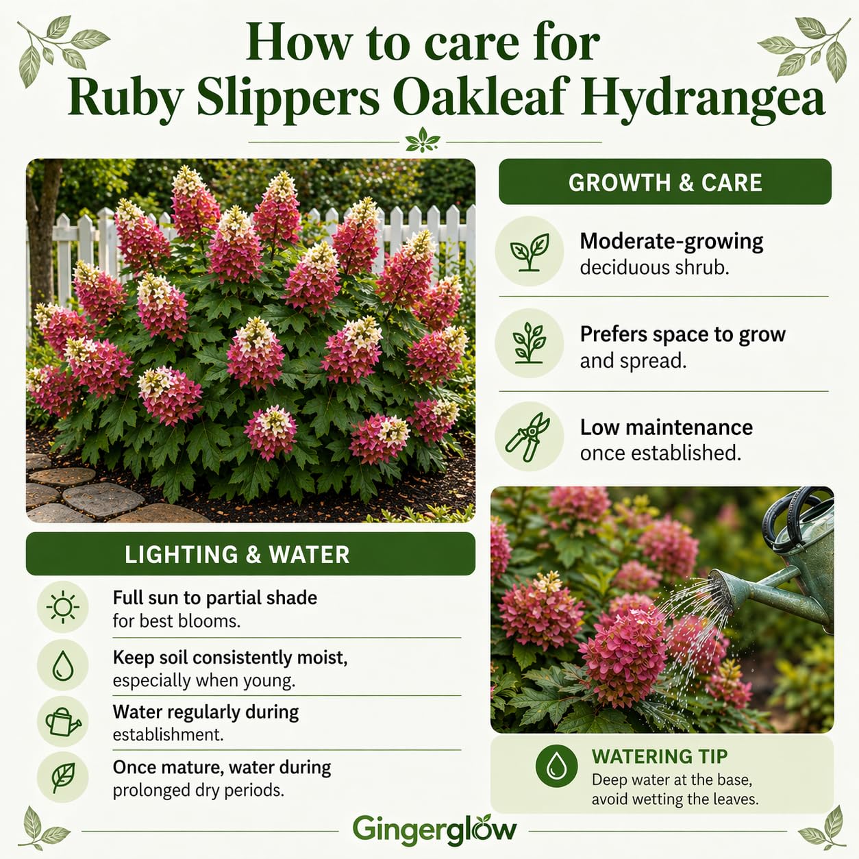 2 Ruby Slipper Oakleaf Hydrangea Live Plants Shrubs, 6-10" Tall - Quart Pot, Hardy Hydrangea Bushes Ready to Plant, Color-Changing Blooms Flowering Shrub for Garden & Landscape