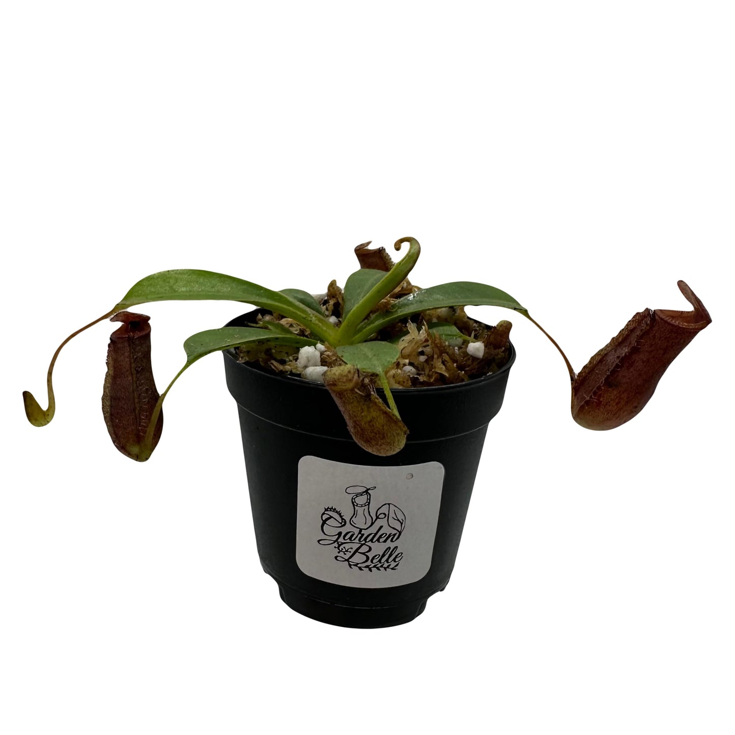 Nepenthes 'Briggsiana' (N.Lowii x N.Ventricosa Red) Tropical Carnivorous Pitcher Plant in 2" Pot