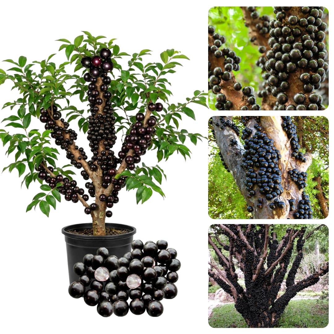 Ready for Harvest 2-3 Ft Black Jaboticaba Tree Live Plant for Planting, 1 Gallon Pot Black Jabuticaba Tree Plant, Live Brazilian Grapetree
