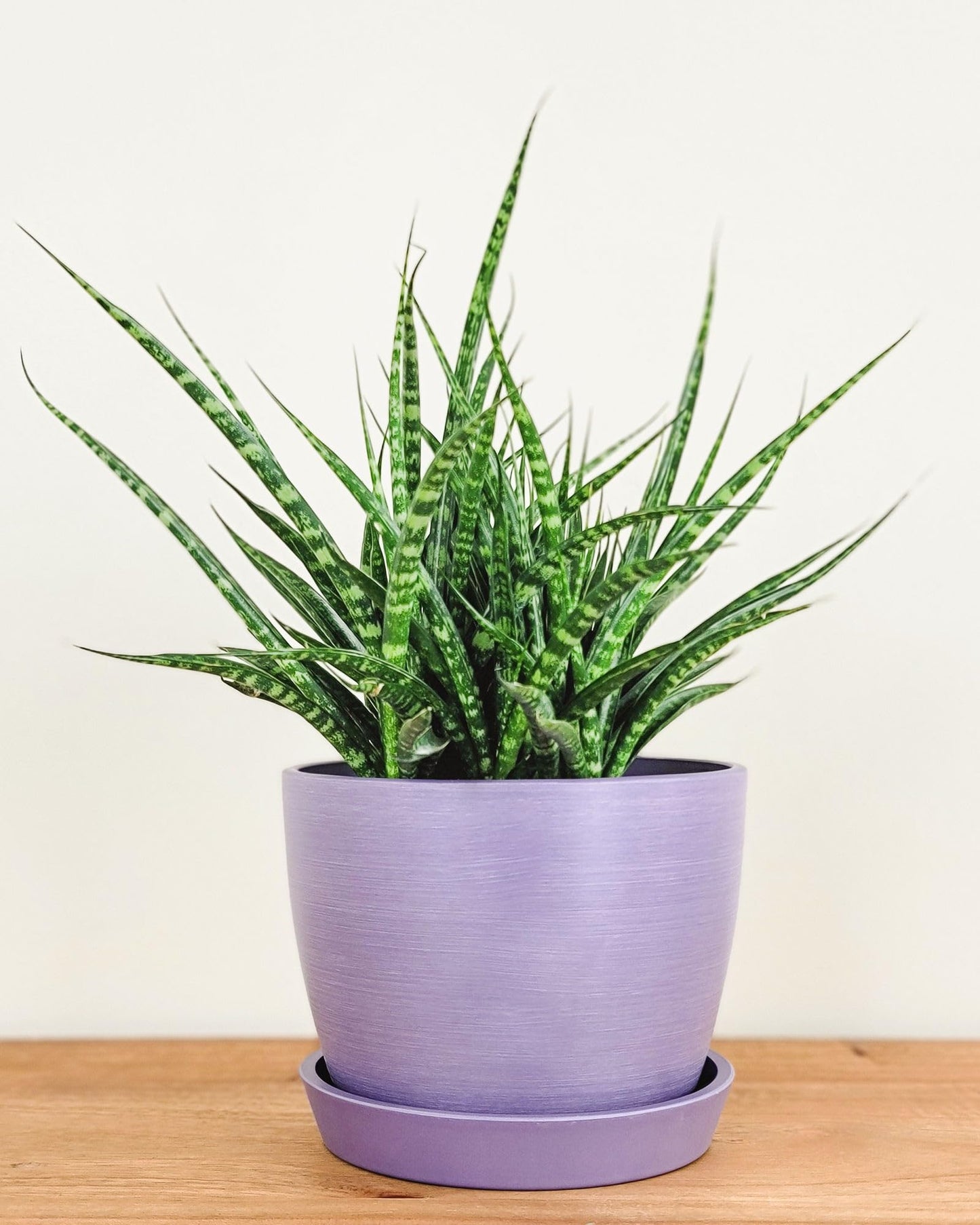PlantVine Meseta Planter 6.5-inch, Lavender, Indoor/Outdoor