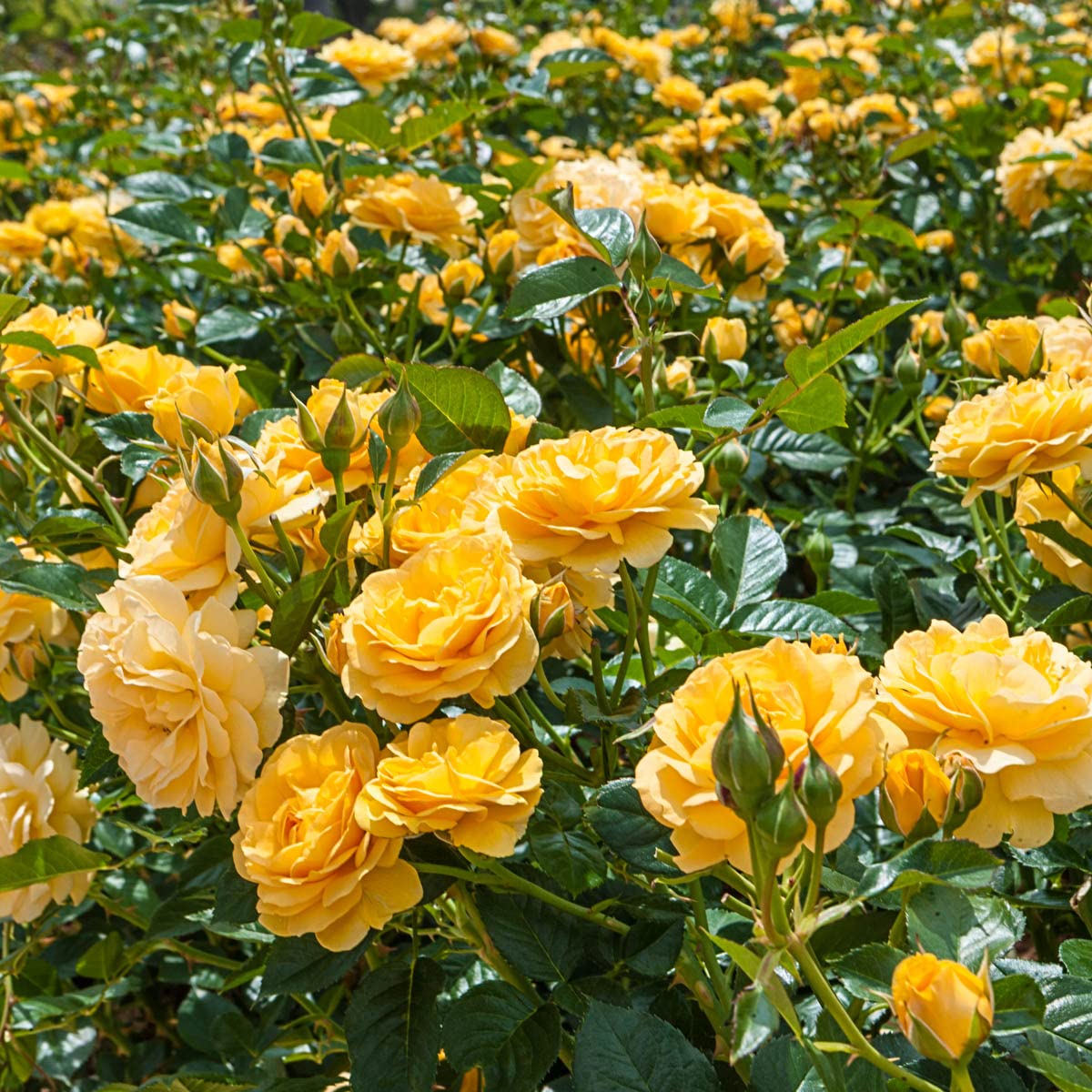BRECK'S - Julia Child Dormant Bare Root Floribunda Rose, Includes one Plant per Order
