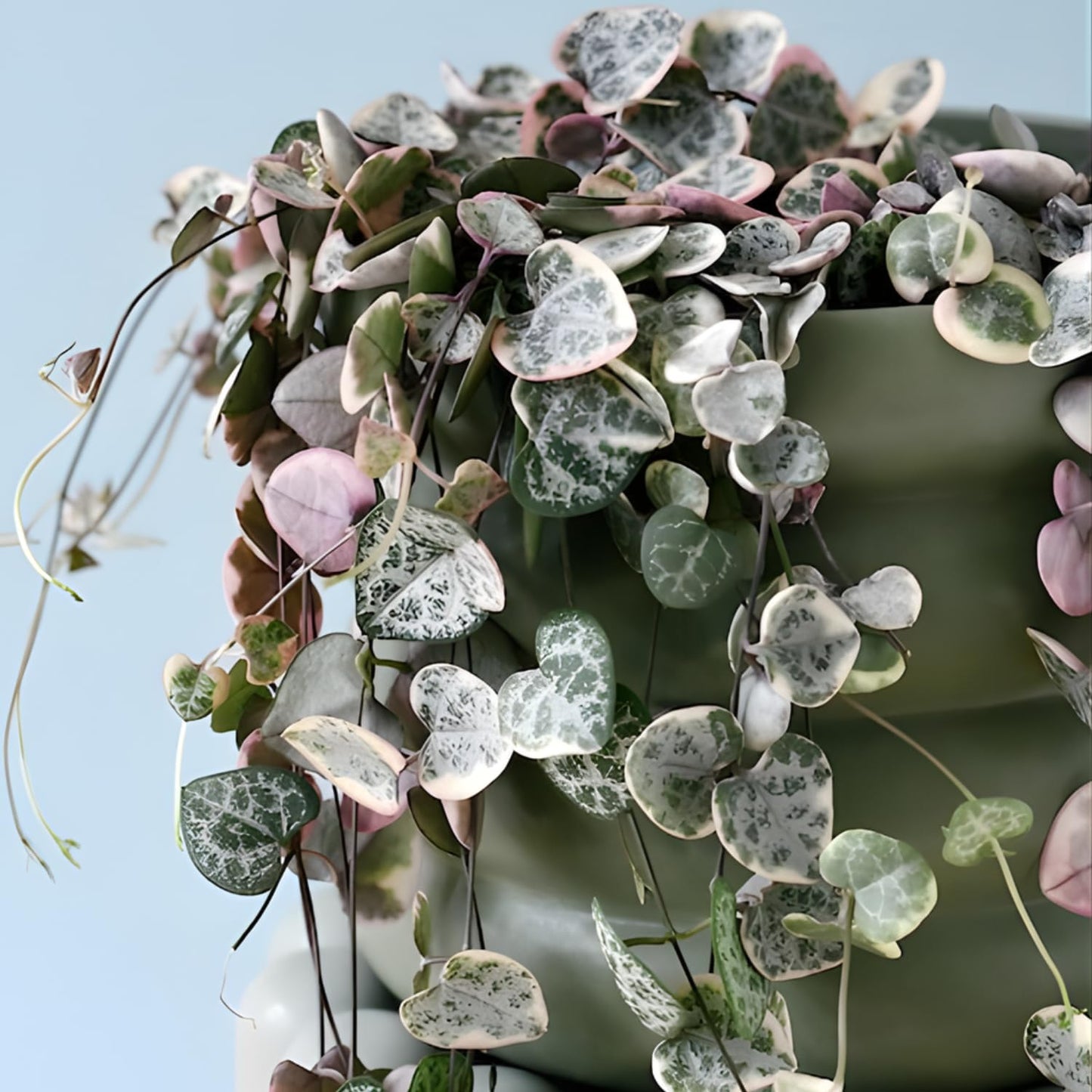 String of Hearts Plant Live | Different Houseplants in 6 Inch Pot | Fast-Growing Trailing Houseplant | Suitable for Home & Office Decor | Fully Rooted Trailing Houseplant for Indoor Décor & Easy Care
