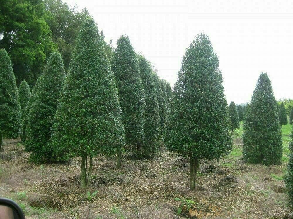 Live Plant - 2 Foster Holly Trees/Shrubs - Live Plants - 6-12" Tall Seedlings - Quart Pots