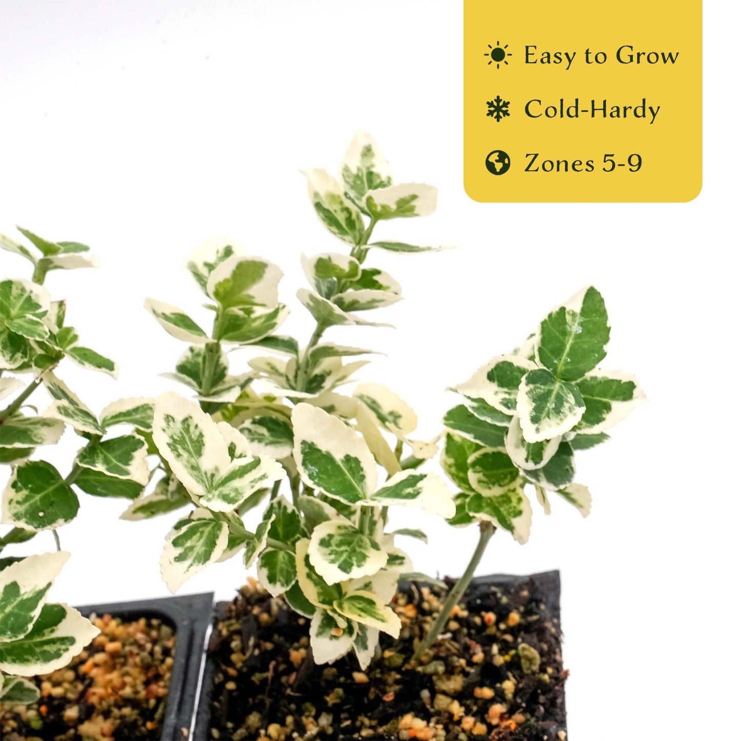 2 Emerald Gaiety Euonymus in 3.5” Nursery Cubes (Euonymus fortunei ‘Emerald Gaiety’) | Dense, Low-Growing Evergreen Shrub with Variegated Green and Cream Foliage | Live Starter Plants