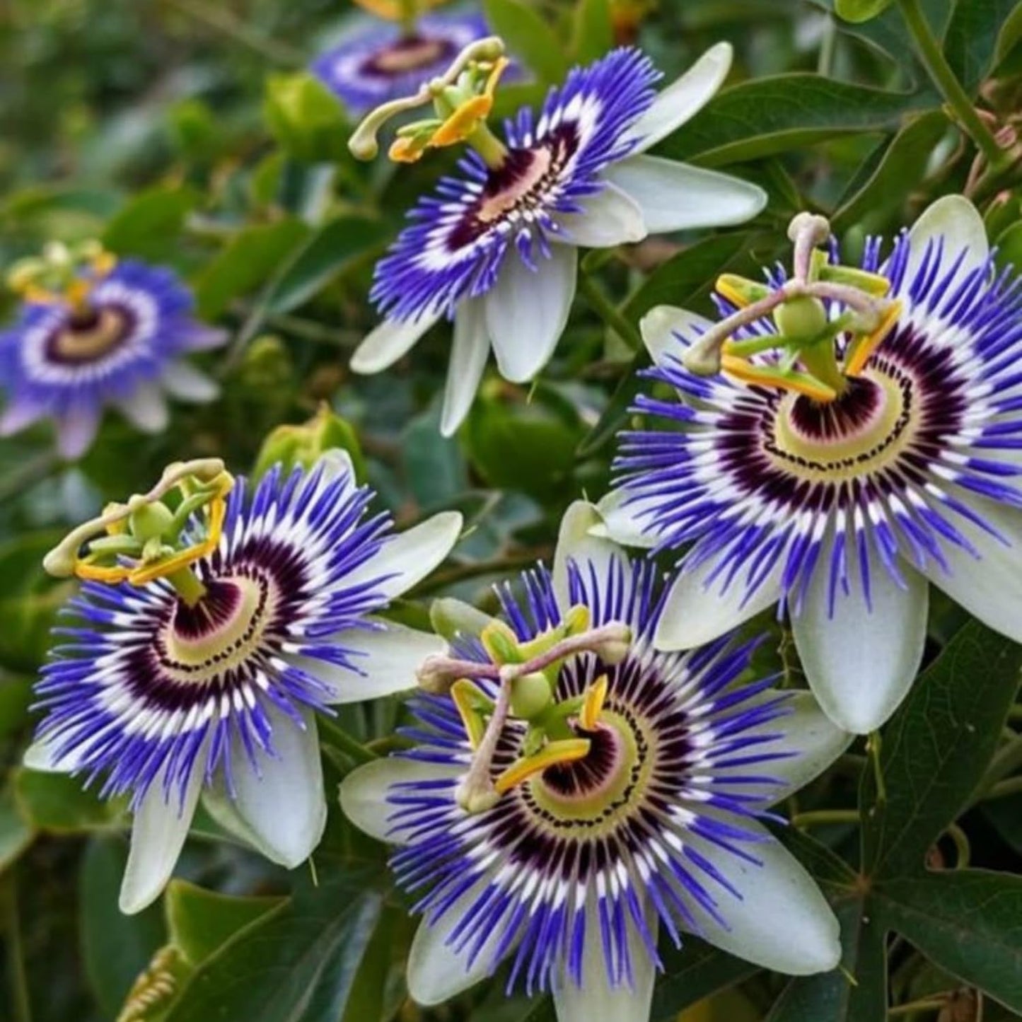 Set 2 Passion Flower Plants Live, Well Rooted Passiflora Flowering Vine 4-7'' Tall, Vibrant Blooms for Garden or Containers (White Blue)