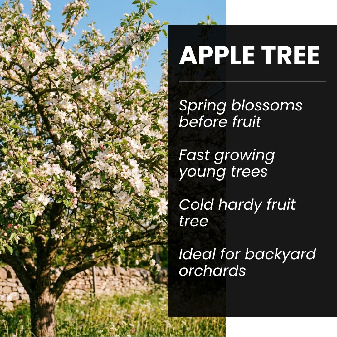 Apple Tree Saplings – 3 Live Apple Trees for Planting, Cold Hardy Fruit Tree Starts for Backyard Orchard, Garden & Container Growing