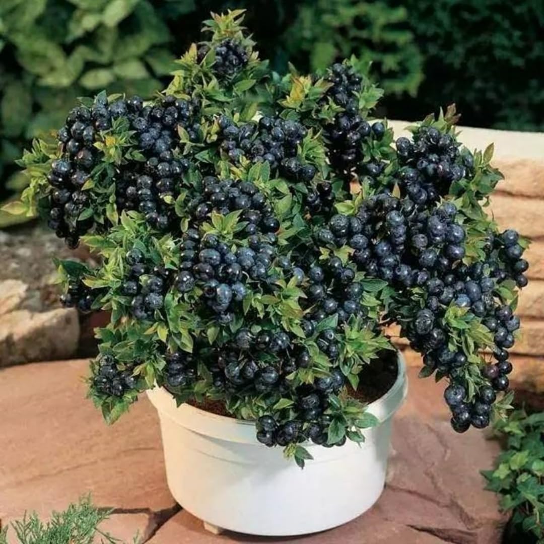 2 Black Huckleberry Trees Live Plants, Starter 4-6 Inc Tall in 4 Inc Pot, Well Rooted, Dormant, Huckleberries Blueberry Like, Sweet