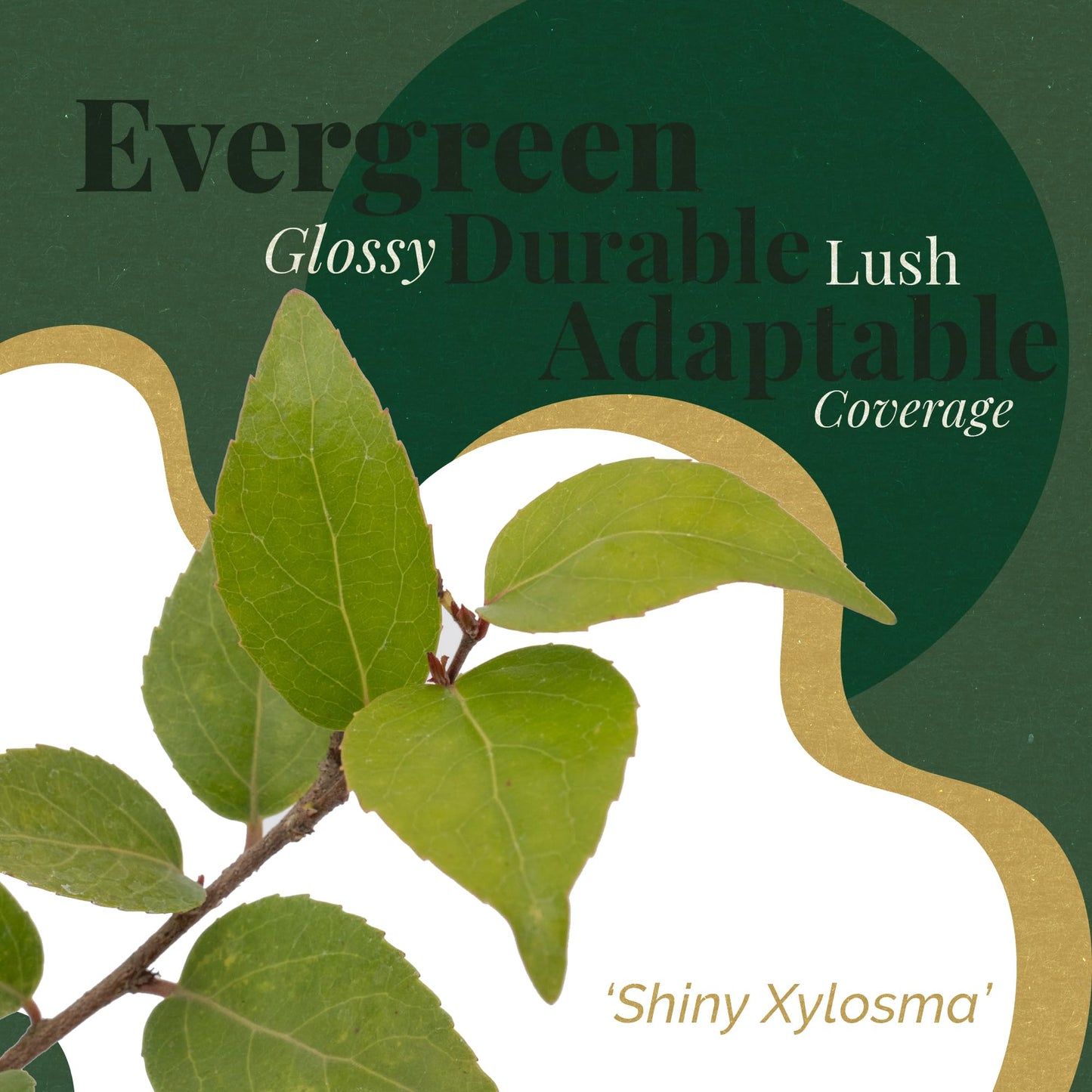4 Xylosma Congestum, Live Plants – Shiny Xylosma in 2.5” Nursery Cubes – Fast-Growing, Low-Maintenance Evergreen Shrub for Hedges & Landscaping