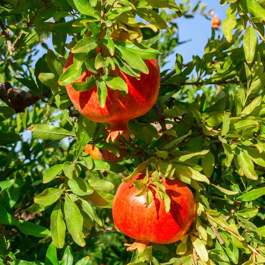 Pomegranate Tree Plant Live, Pomegranate Fruit Plant, 4 Inch Pot, Ready for Planting