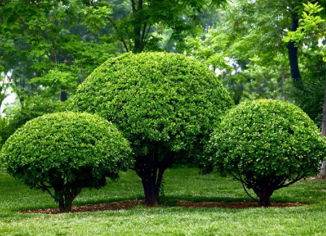 Nellie R. Stevens Holly Shrub - 6-12" Tall Live Plant - 3" Pot - Privacy Screen Holly Hedge Seedling - Evergreen Bush/Tree - Ilex 'Nellie R. Stevens'