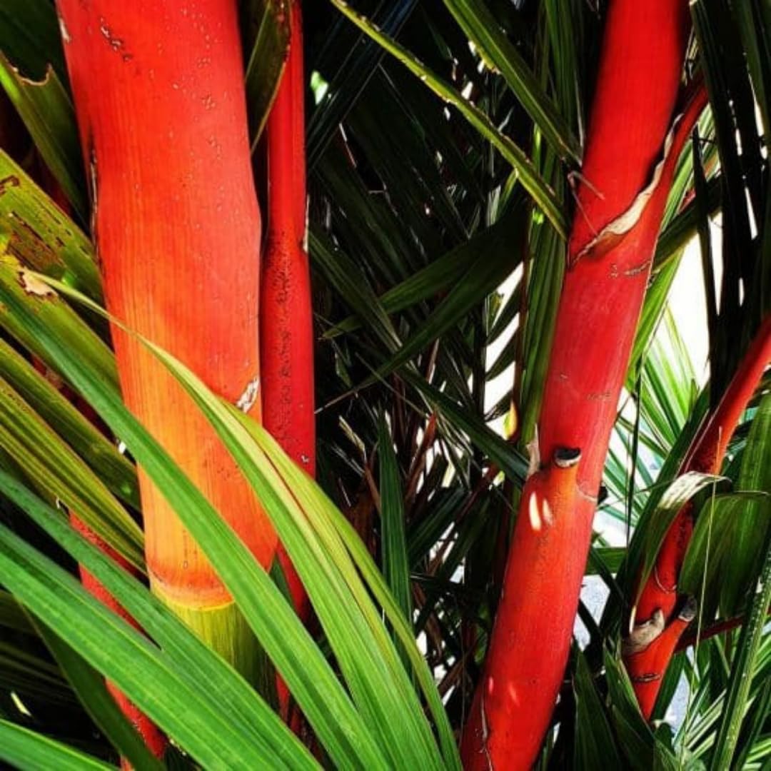 Palm Tree Plant, Live Tropical Palm Tree, Fully Rooted in 3 Gallon Pot, Ready for Outdoor Planting (Red Lipstick Palm)