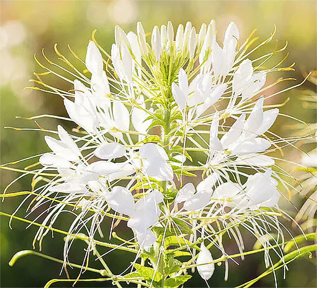 Pure White Cleome - White Queen Spider Plant Seeds - Nectar Flower for Monarch Butterflies - 1000 Seeds -