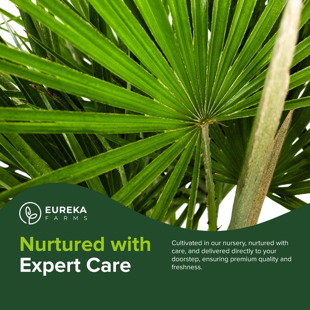 European Fan Palm Tree Multi - Chamaerops Humilis, Cold Hardy Mediterranean Palm, Drought-Tolerant Ornamental Plant for Patios, Gardens, and Landscapes (3gal Pot, 2-3ft)