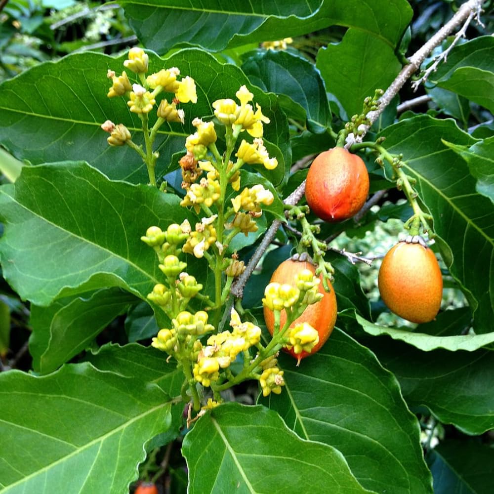 2 Peanut Butter Trees Plants Live, Peanut Well Rooted Starter 4-6” Tall for Home Garden and Patio Pots