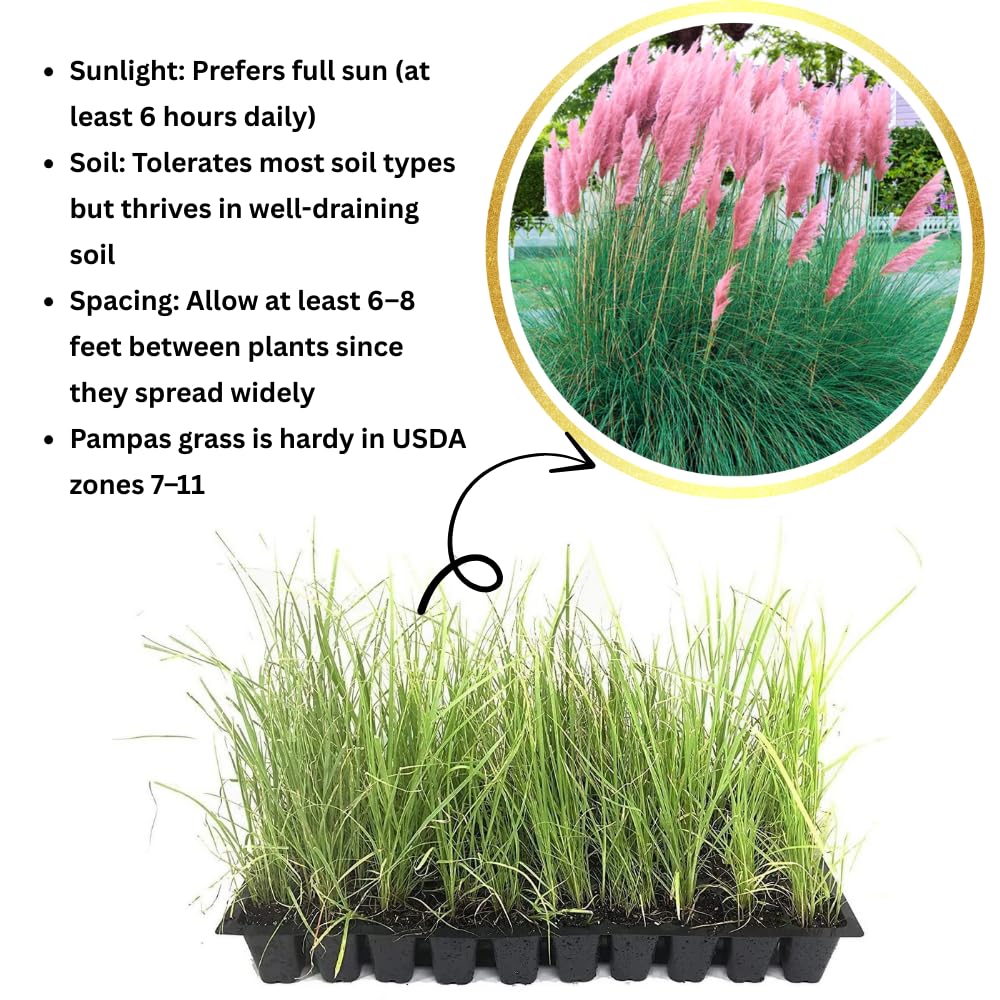 2 Pink Pampas Grass Plants Live, Tall Ornamental Perennial Grass for Landscaping, 5-9 Inch Height Well Rooted