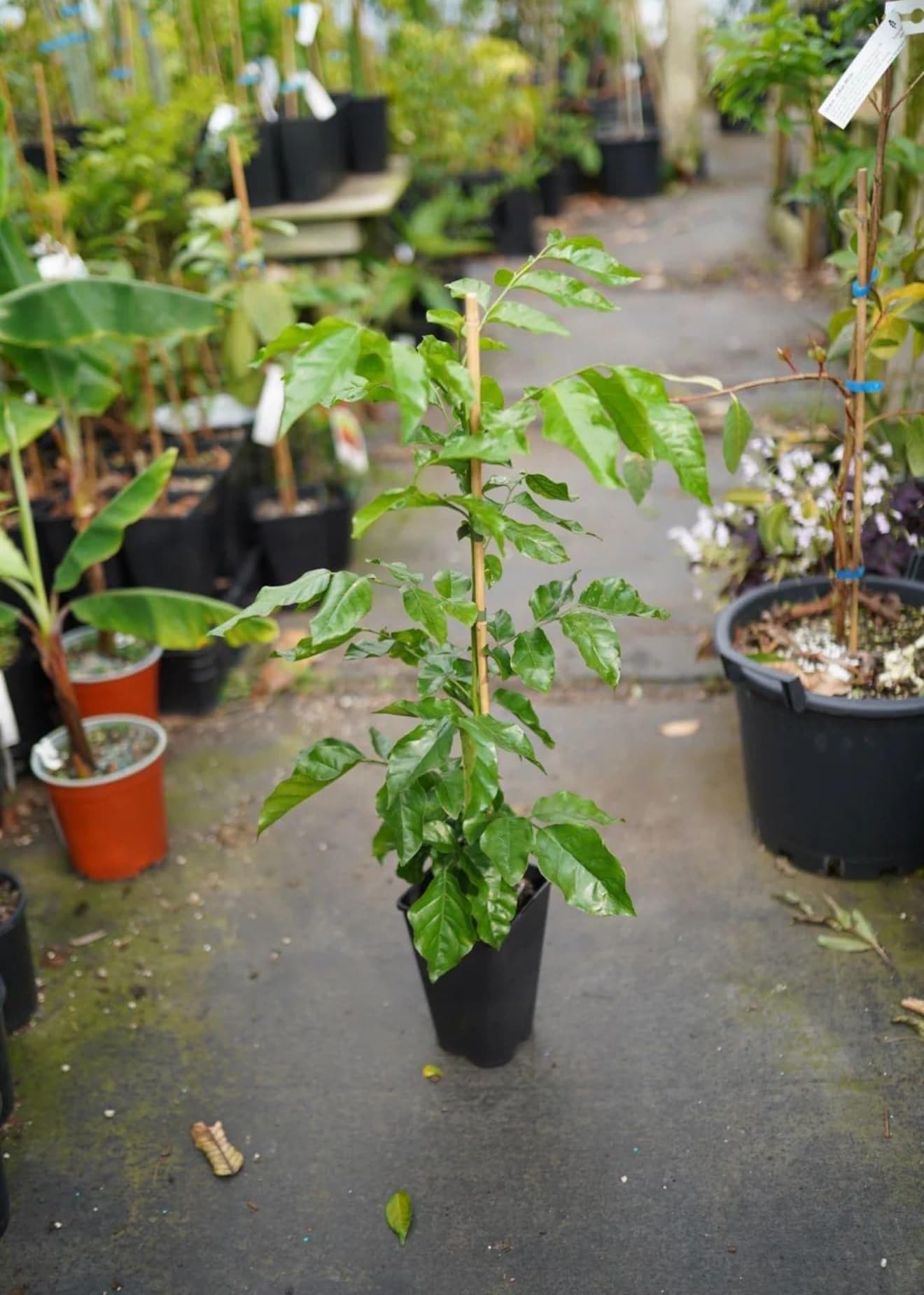 Big Wampi (clausena lansium) Wampee Tropical Live Fruit Tree (2-3ft) Plant