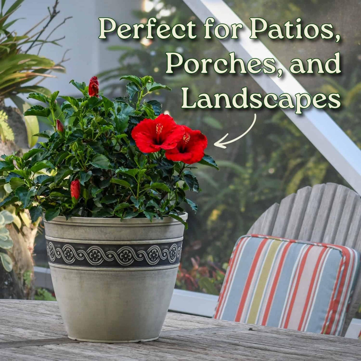 Yoder Red Hibiscus Bush - 22" to 26" Overall Height - Large Live Flowering Plant - Tropical Plants of Florida (Plant Only)