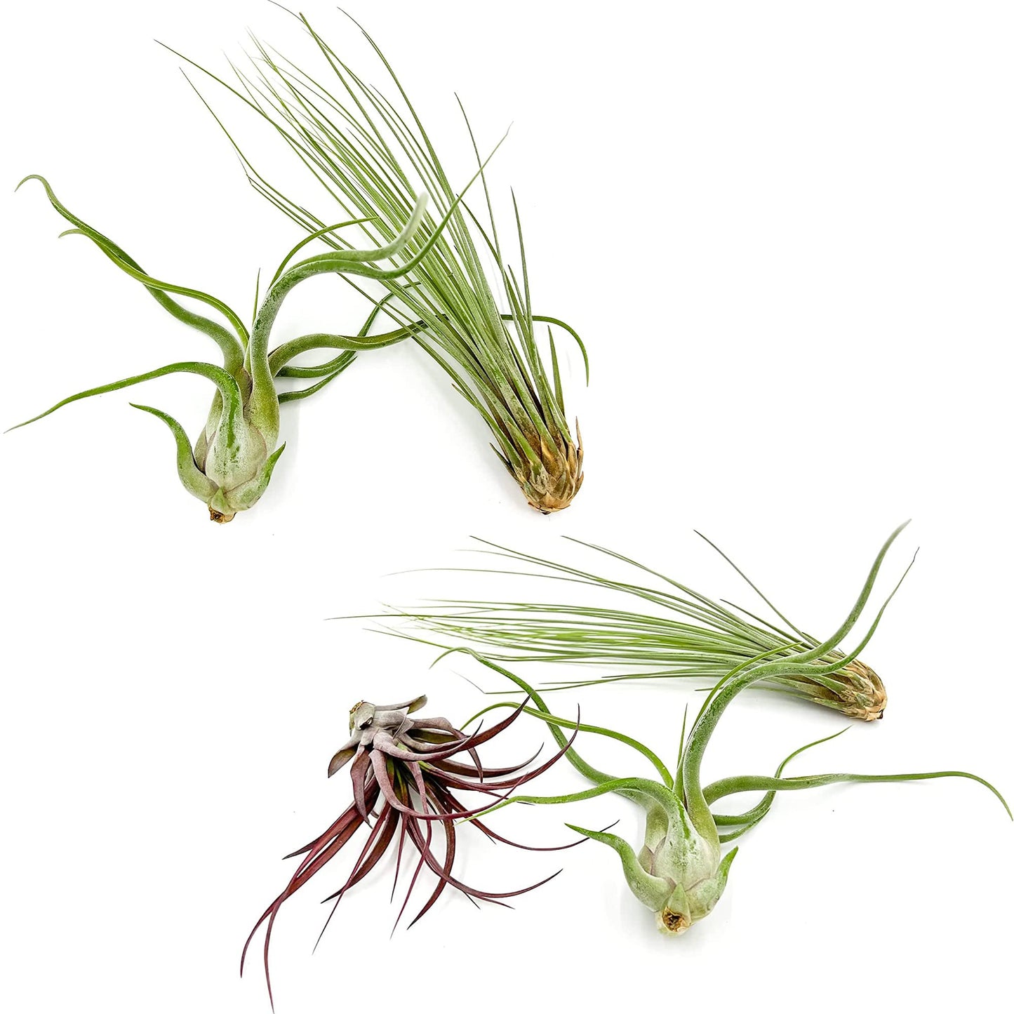 ragnaroc Air Plants - Tillandsia Variety Pack, Jumbo 5-9" - 5ct - Live Arrival Gauranteed - House Plants for Home Decor & Gift