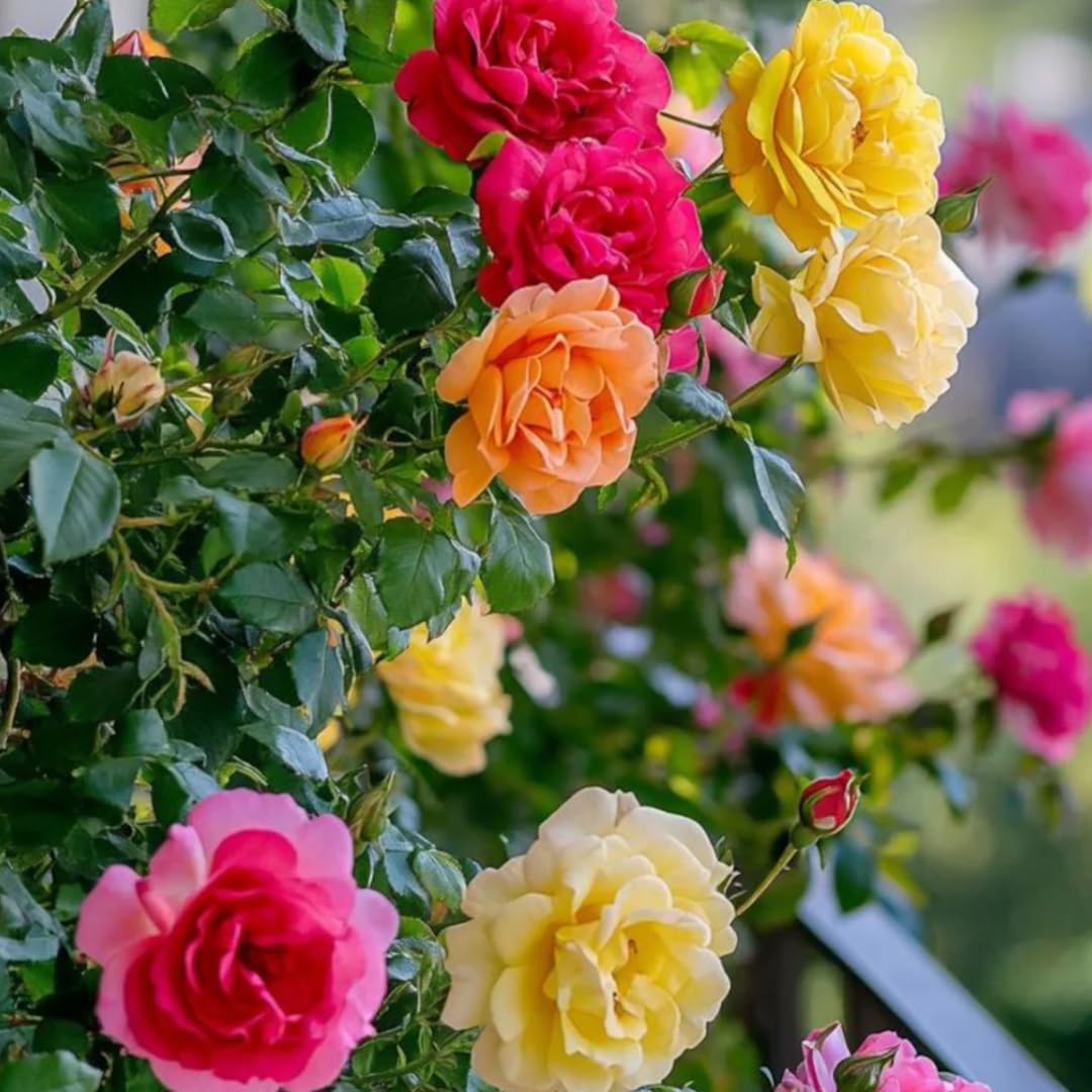 Single Color Random Climbing Rose Live Plant, Fragrant Rose Bush Ready to Plants, Zone 5 to 9, Size 5 to 7 Inches and Bare Root