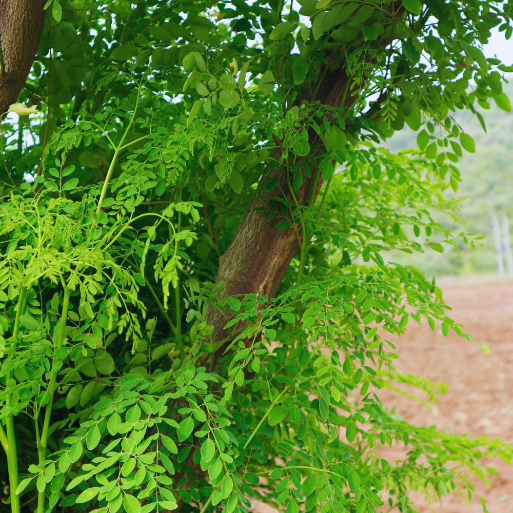 Moringa Tree Plant Live Moringa Plant for Garden, 4 Inc Pot